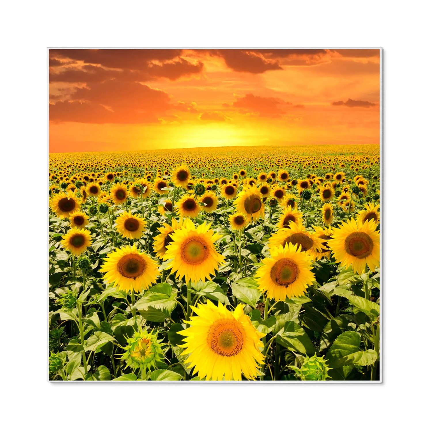 Bild von Banjado Magnettafel 50x50cm Magnetwand Weiß Aus Metall Magnetpinnwand Pinnwand Inkl. 4 Magnete Motiv Sonnenblumenmeer