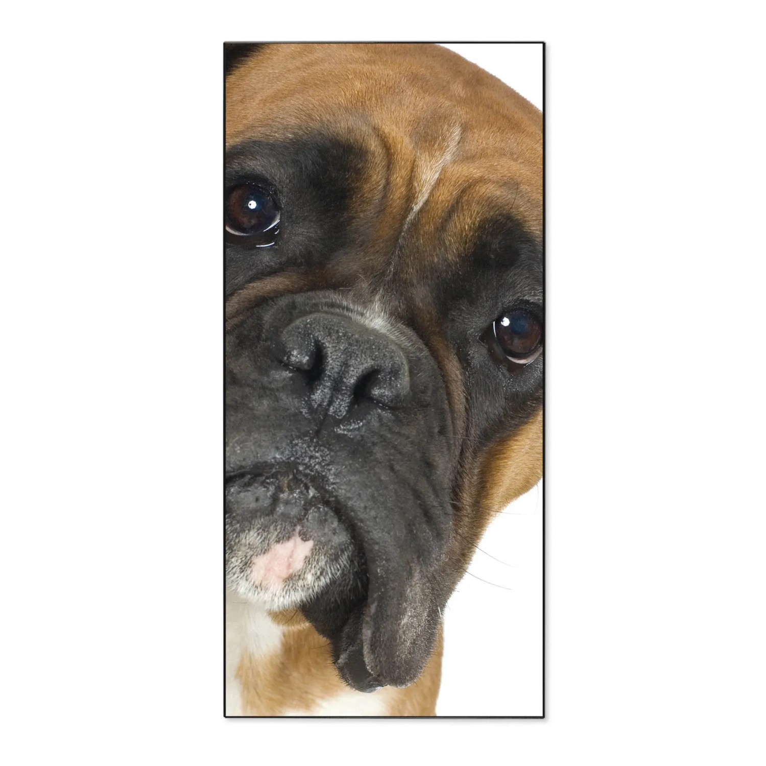 Bild von Banjado Magnettafel 37x78cm Magnetwand  Schwarz Aus Metall Magnetpinnwand Pinnwand Inkl. 4 Magnete Motiv Boxer