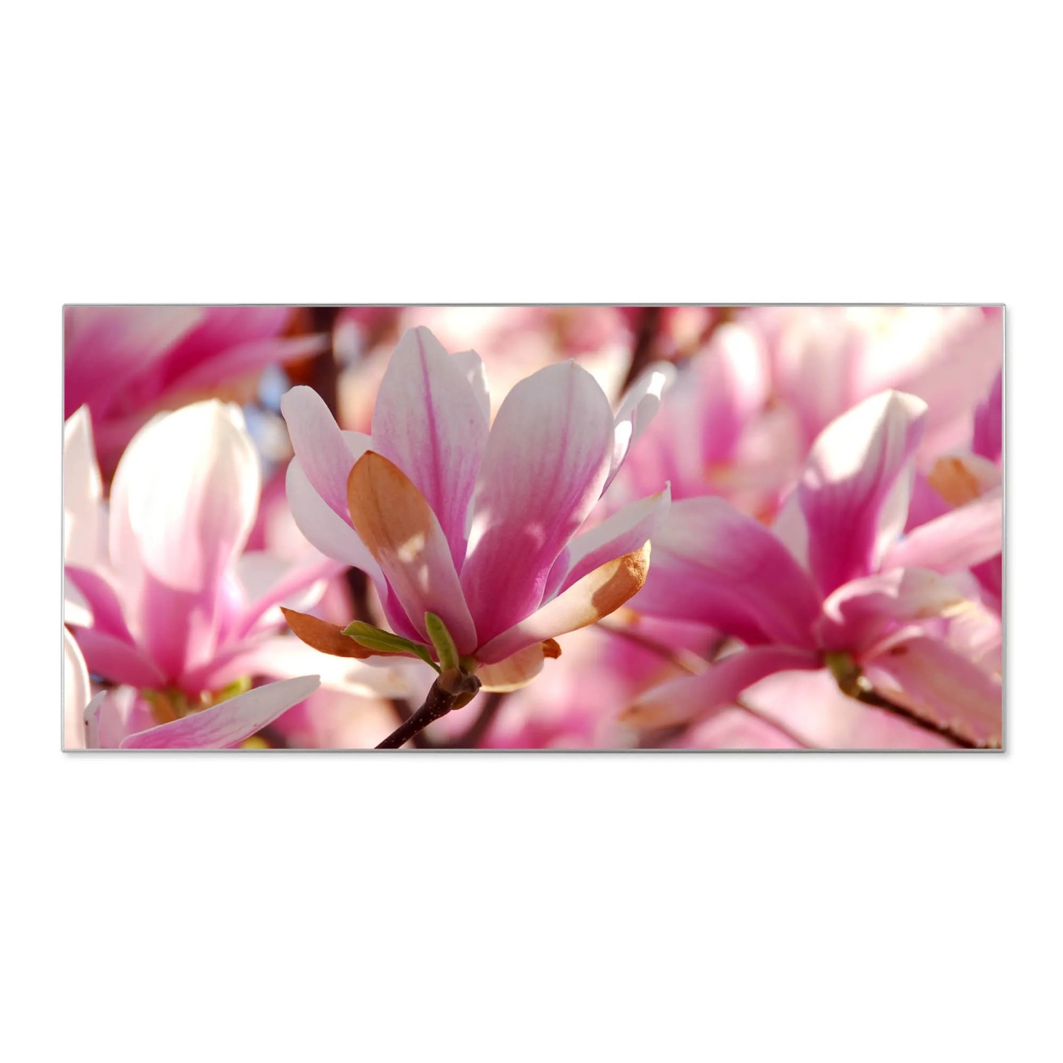 Bild von Banjado Magnettafel 78x37cm Magnetwand  Silber Aus Metall Magnetpinnwand Pinnwand Inkl. 4 Magnete Motiv Magnolia