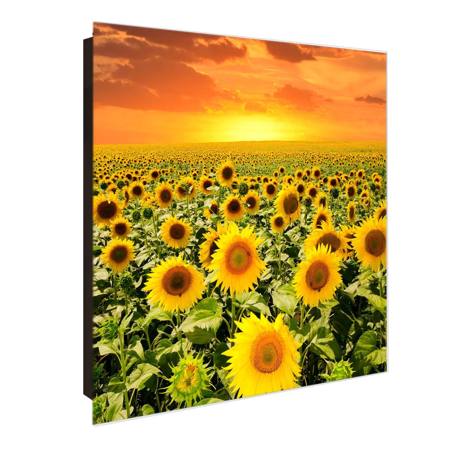 Bild von Banjado Großer Schlüsselkasten Glas 30x30cm Schwarz Scharnier Links 50 Haken Beschreibbar Magnetisch Motiv Sonnenblumenmeer