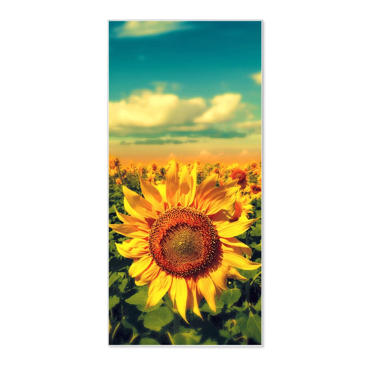 Bild von Banjado Magnettafel 37x78cm Magnetwand  Weiß Aus Metall Magnetpinnwand Pinnwand Inkl. 4 Magnete Motiv Sonnenblumen