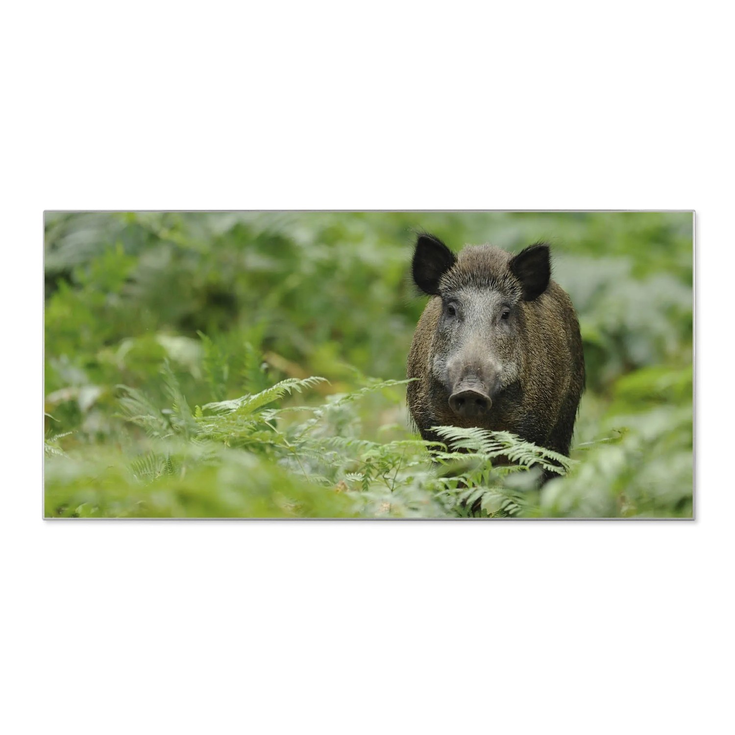 Bild von Banjado Magnettafel 78x37cm Magnetwand  Silber Aus Metall Magnetpinnwand Pinnwand Inkl. 4 Magnete Motiv Wildschwein