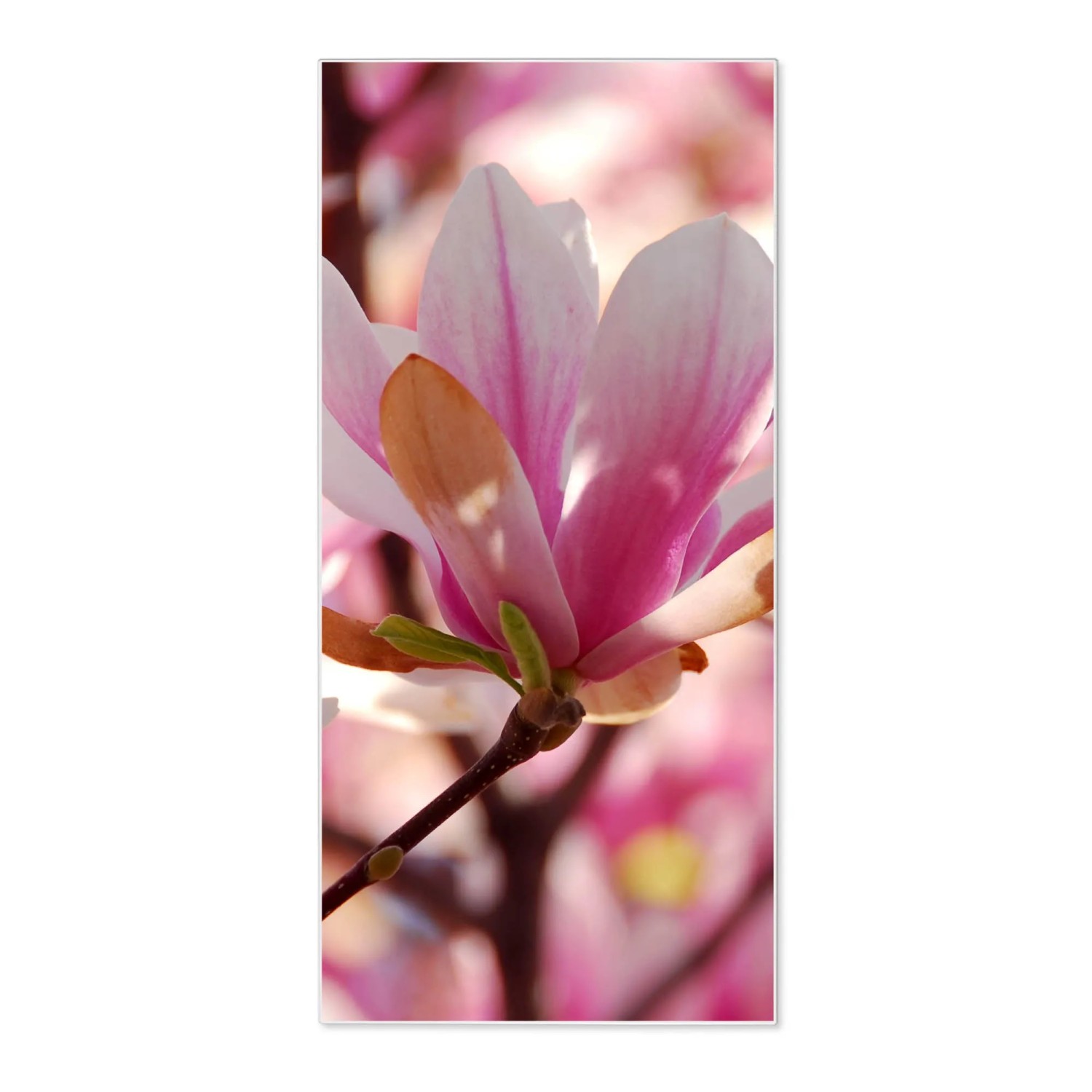 Bild von Banjado Magnettafel 37x78cm Magnetwand  Weiß Aus Metall Magnetpinnwand Pinnwand Inkl. 4 Magnete Motiv Magnolia