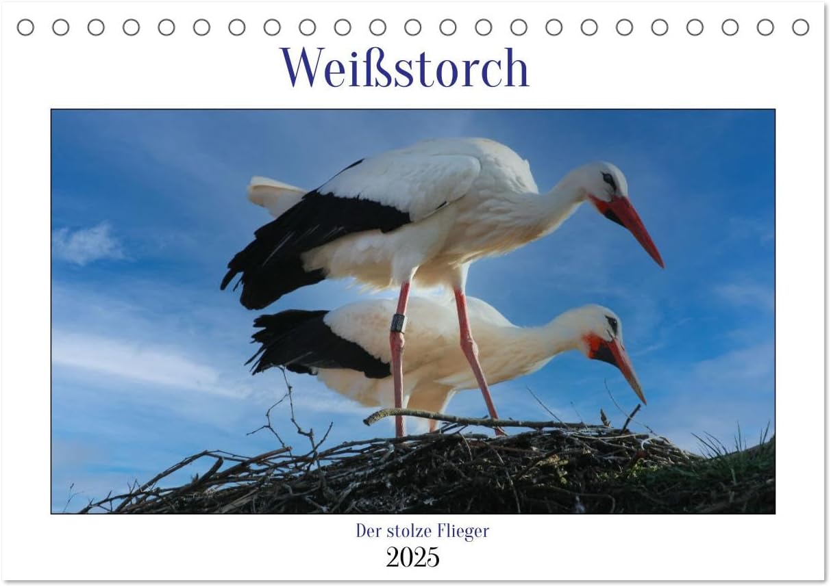Bild von Geggier, Mirjam: Weißstorch, der stolze Flieger (Tischkalender 2025 DIN A5 quer), CALVENDO Monatskalender