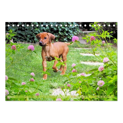 Bild von Rhodesian Ridgeback - kreativ in Szene gesetzt - Wandkalender 2025