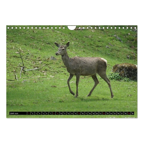 Bild von Heidenheim an der Brenz (Wandkalender 2025 DIN A4 quer)