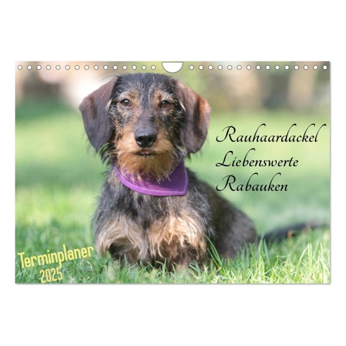 Bild von Familienplaner - Liebenswerte Rabauken - Rauhaardackel (Wandkalender 2025 DIN A3 quer)