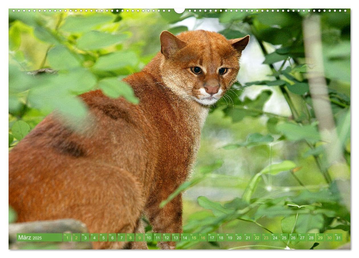 Bild von Calvendo, Calvendo: Raubkatzen: Geschmeidige Jäger (hochwertiger Premium Wandkalender 2025 DIN A2 quer), Kunstdruck in Hochglanz
