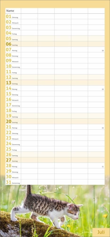 Bild von Katzen Familienplaner 2025: Ein praktischer Kalender mit 5 Spalten für Pläne, Termine und Notizen der ganzen Familie. Niedliche Katzenfotos in einem ... (Familienplaner Heye)