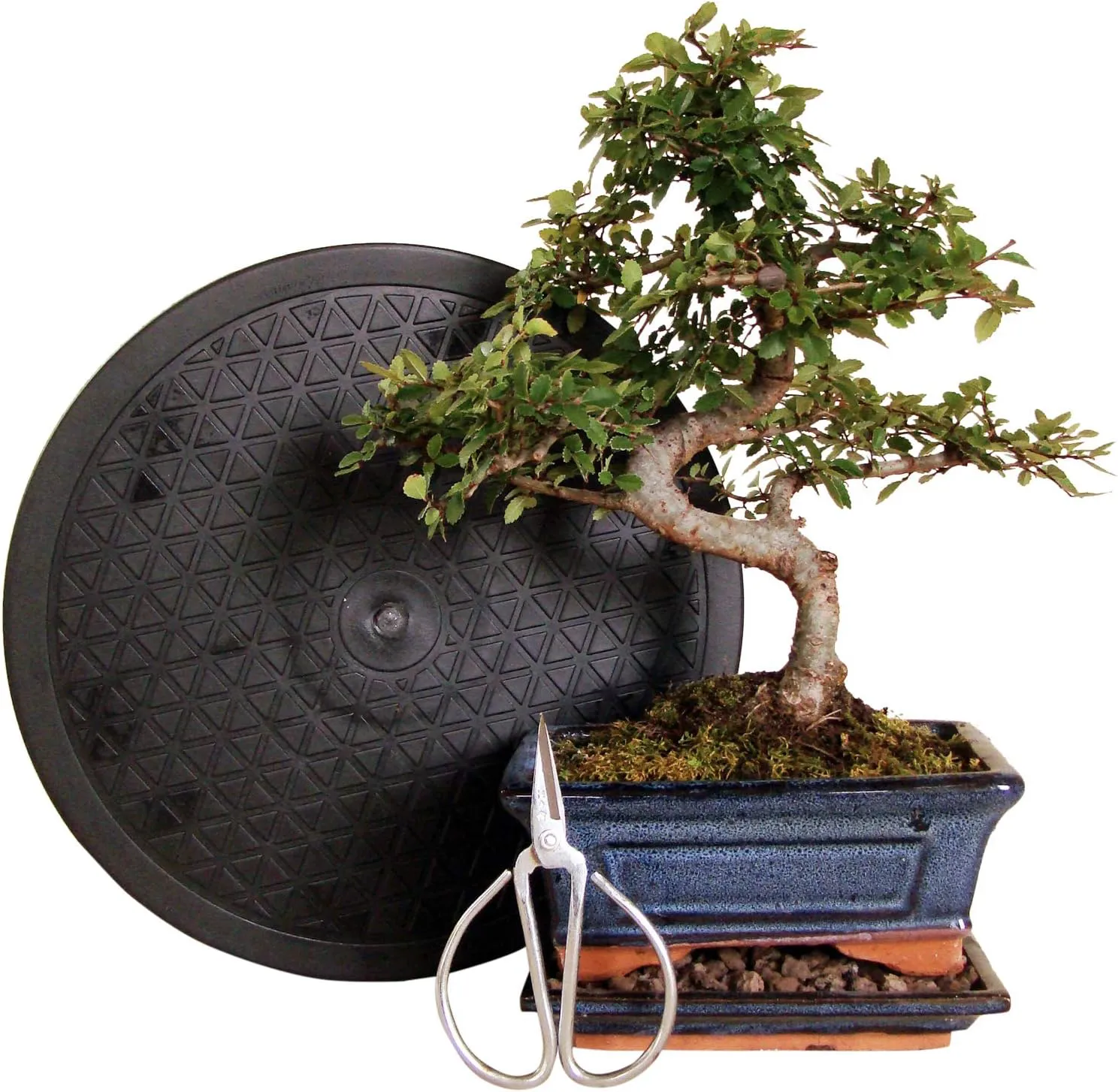 Bild von Anfänger Bonsai-Set mit 4 Teilen inklusive 30 cm Ulmen-Bonsai, Schere, Untersetzer und Arbeitsdrehteller mit 25 cm Durchmesser