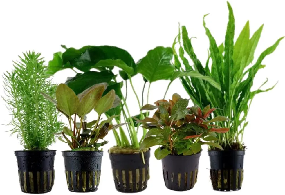 Bild von AquaOne Set mit 5 Wasserpflanzen für das Mittelgrund-Aquarium (Anubias, Lagenandra, Ludwigia, Pogostemon, Microsorum)