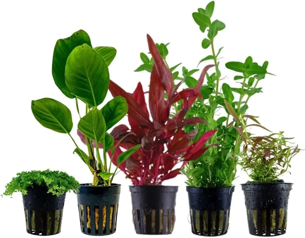 Bild von AquaOne Set mit 5 Wasserpflanzen für Einsteiger, inklusive Alternanthera, Anubias, Bacopa und Hemianthus