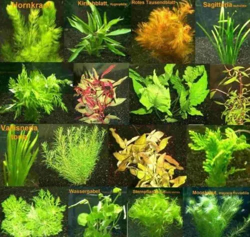 Bild von Aquarium Pflanzen Set mit 9 Bunden und über 60 Pflanzen, inklusive Dünger für 60-100 Liter Aquarien