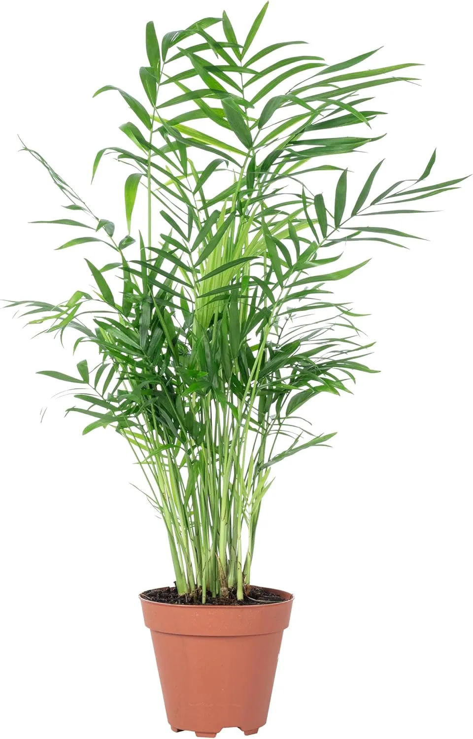 Bild von Bergpalme Chamaedorea elegans Zimmerpflanze mit einer Höhe von 35 cm und einem Topfdurchmesser von 12 cm