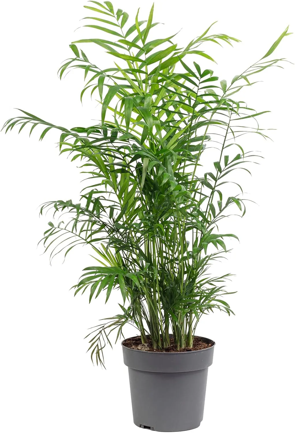 Bild von Bergpalme Chamaedorea elegans Zimmerpflanze mit einer Höhe von 70 cm und einem Topfdurchmesser von 17 cm