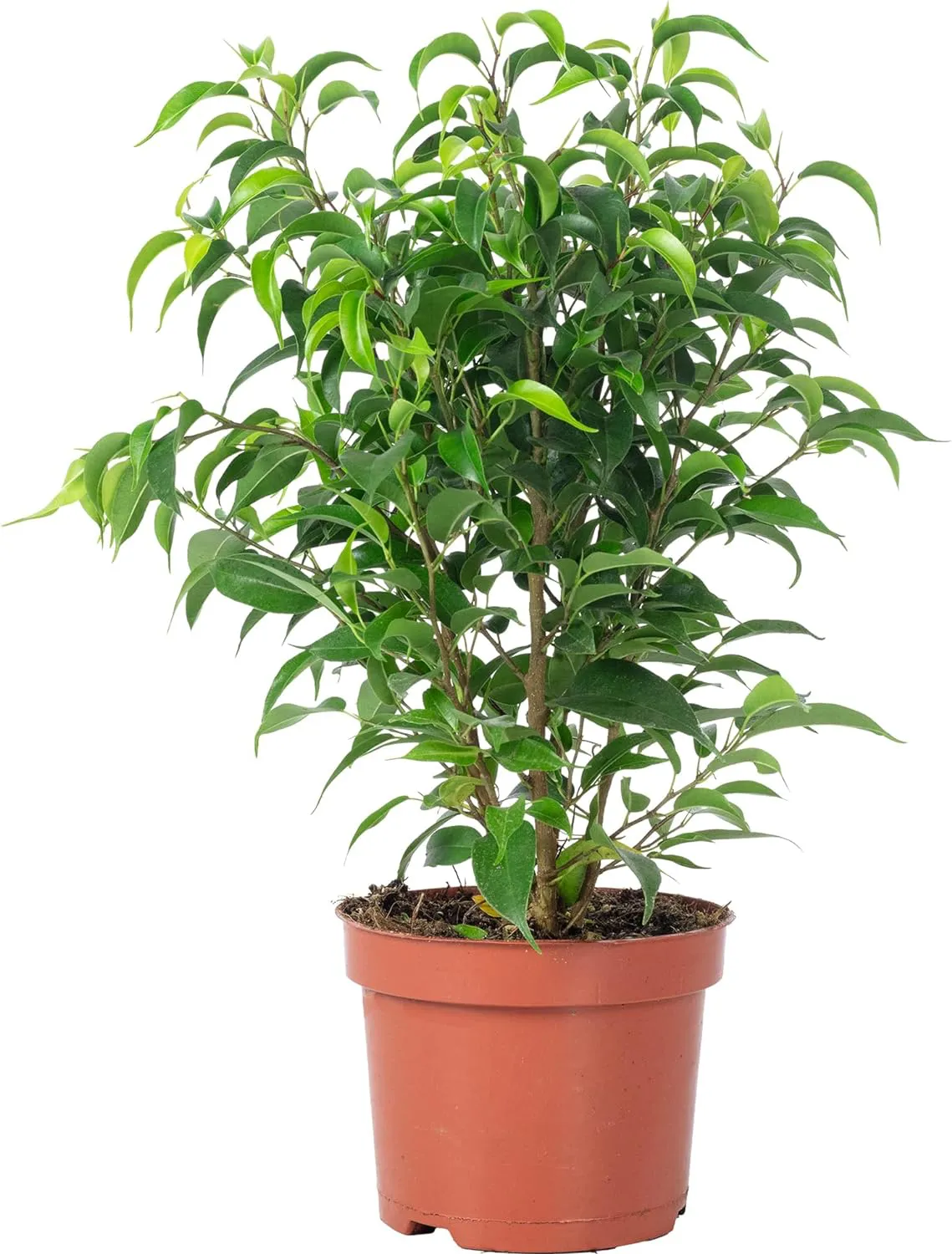 Bild von Birkenfeige Natasja Ficus benjamini Zimmerpflanze ca. 30 cm hoch mit 12 cm Topfdurchmesser