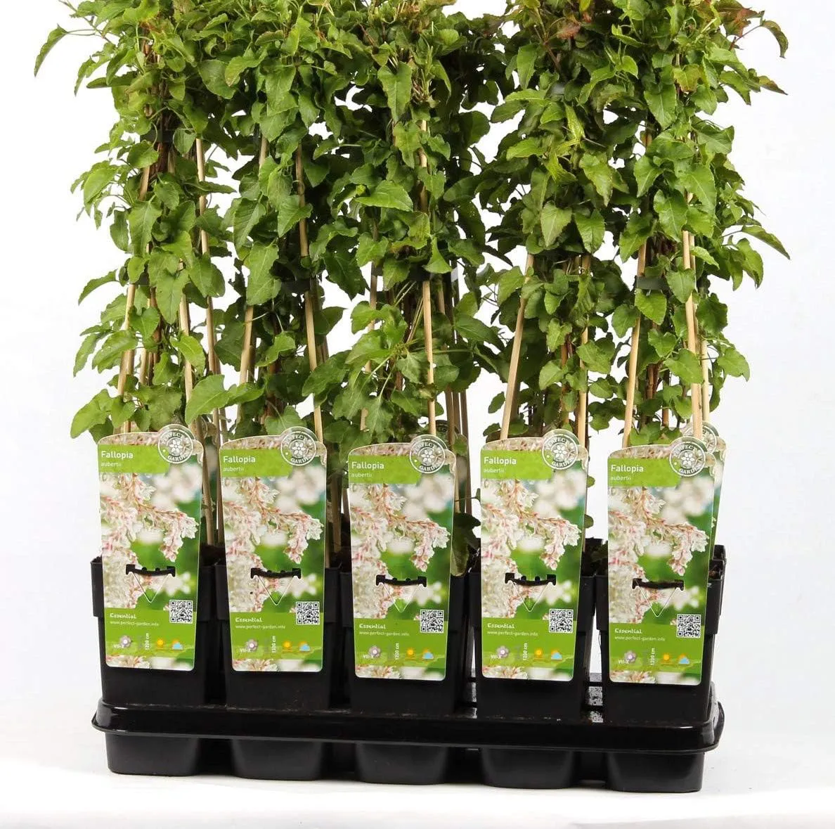 Bild von Blumen-Senf Schling-Knöterich Fallopia aubertii 60-70 cm starkwüchsig und reichblühend