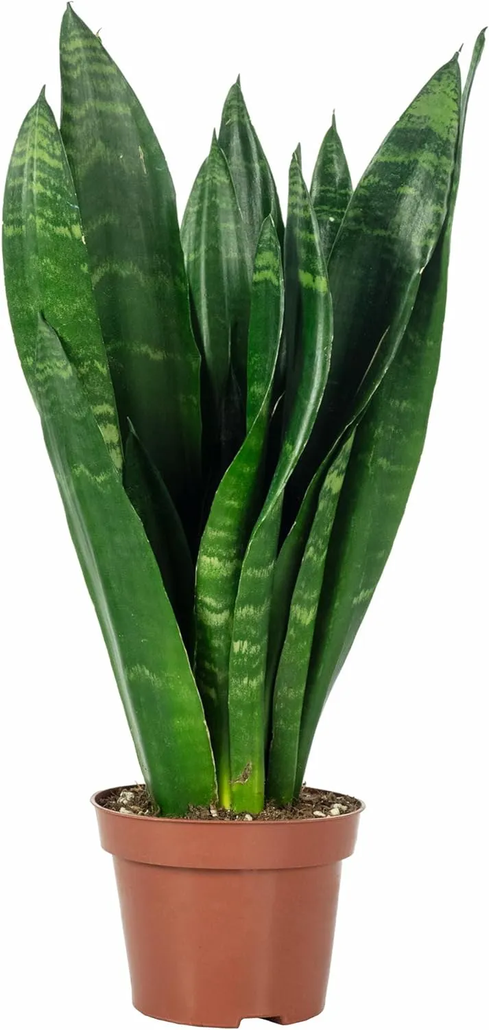 Bild von Bogenhanf Sansevieria trifasciata Black Coral mit einer Höhe von 35 cm und einem Topfdurchmesser von 12 cm