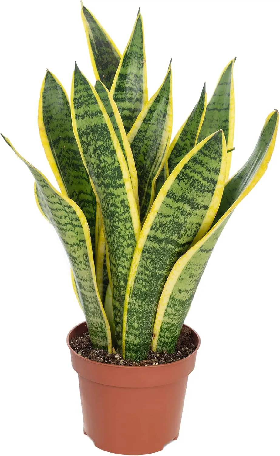 Bild von Bogenhanf Sansevieria trifasciata Laurentii Höhe 35 cm Topf Durchmesser 12 cm