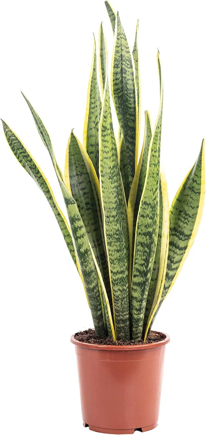 Bild von Bogenhanf Sansevieria trifasciata Laurentii, pflegeleichte Zimmerpflanze, Höhe 45 cm, Topfdurchmesser 14 cm