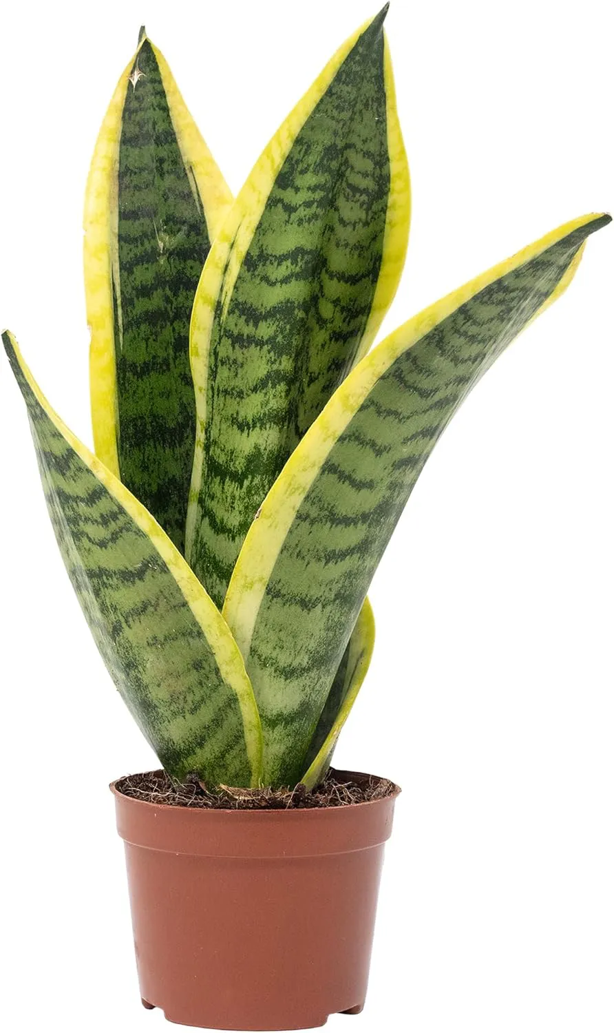 Bild von Bogenhanf Sansevieria trifasciata Superba Zimmerpflanze mit einer Höhe von 30 cm und einem Topfdurchmesser von 9 cm