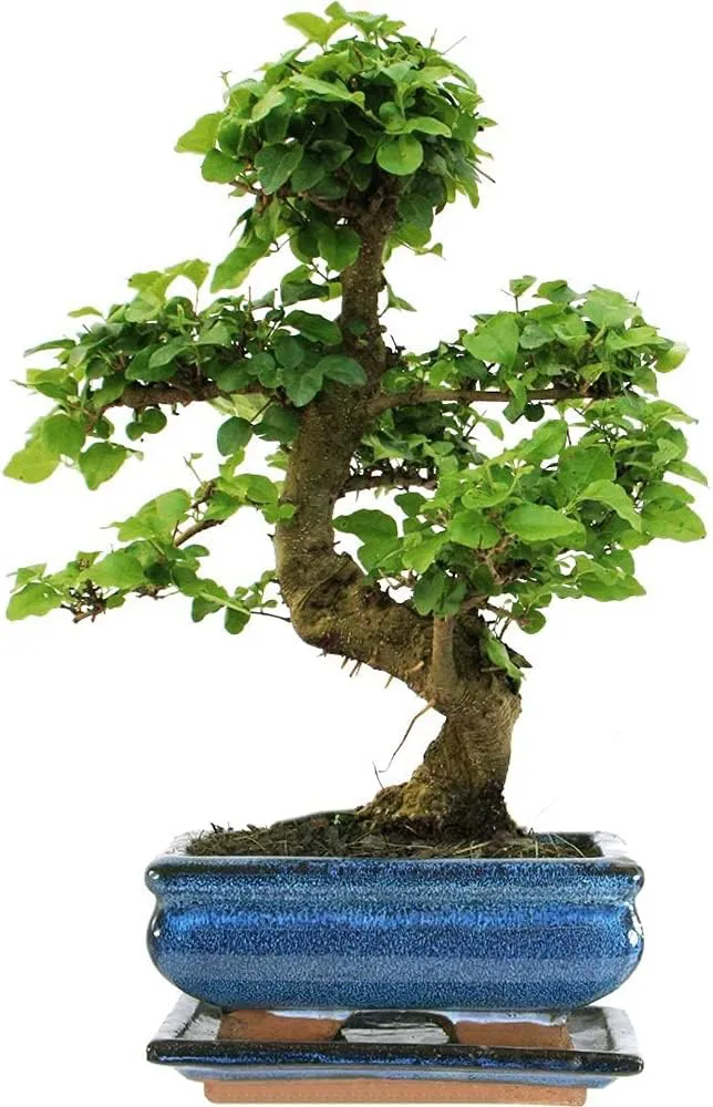 Bild von Bonsai Ligustrum Baum als lebende Zimmerpflanze im 15 cm Topf