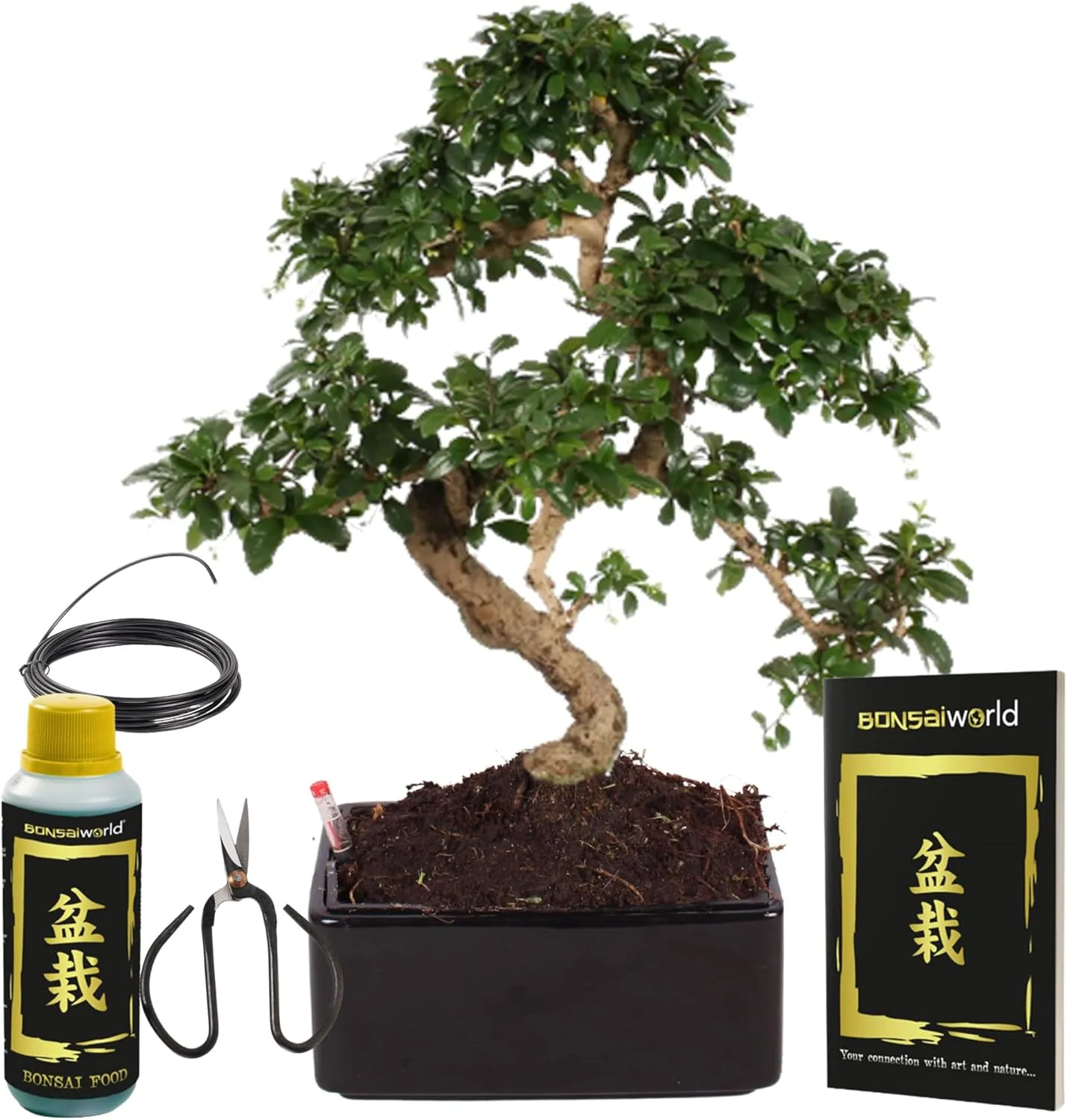 Bild von Bonsaiworld Easy Care Bonsai Baum in S-Form mit Starterkit, ca. 30 cm hoch und 12 Jahre alt, inklusive schwarzem Keramiktopf mit Bewässerungssystem