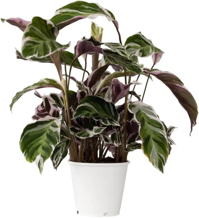 Bild von Calathea Fusion-Weiß Zimmerpflanze im 14 cm Topf, Höhe 30-40 cm, luftreinigend mit schönen Blättern