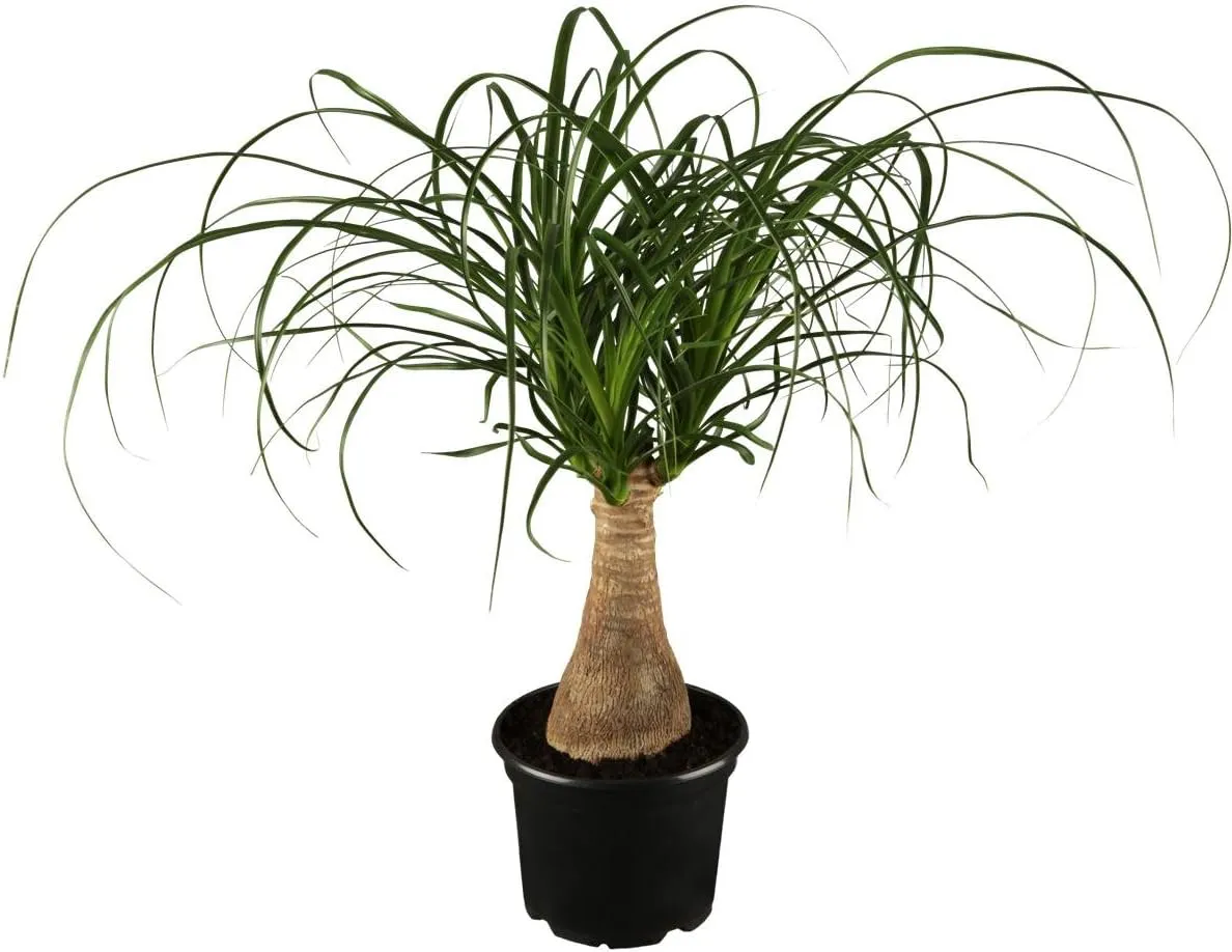 Bild von Dominik Dracena Nolina kleiner Elefantenfuß mit Deko-Topf Kreta