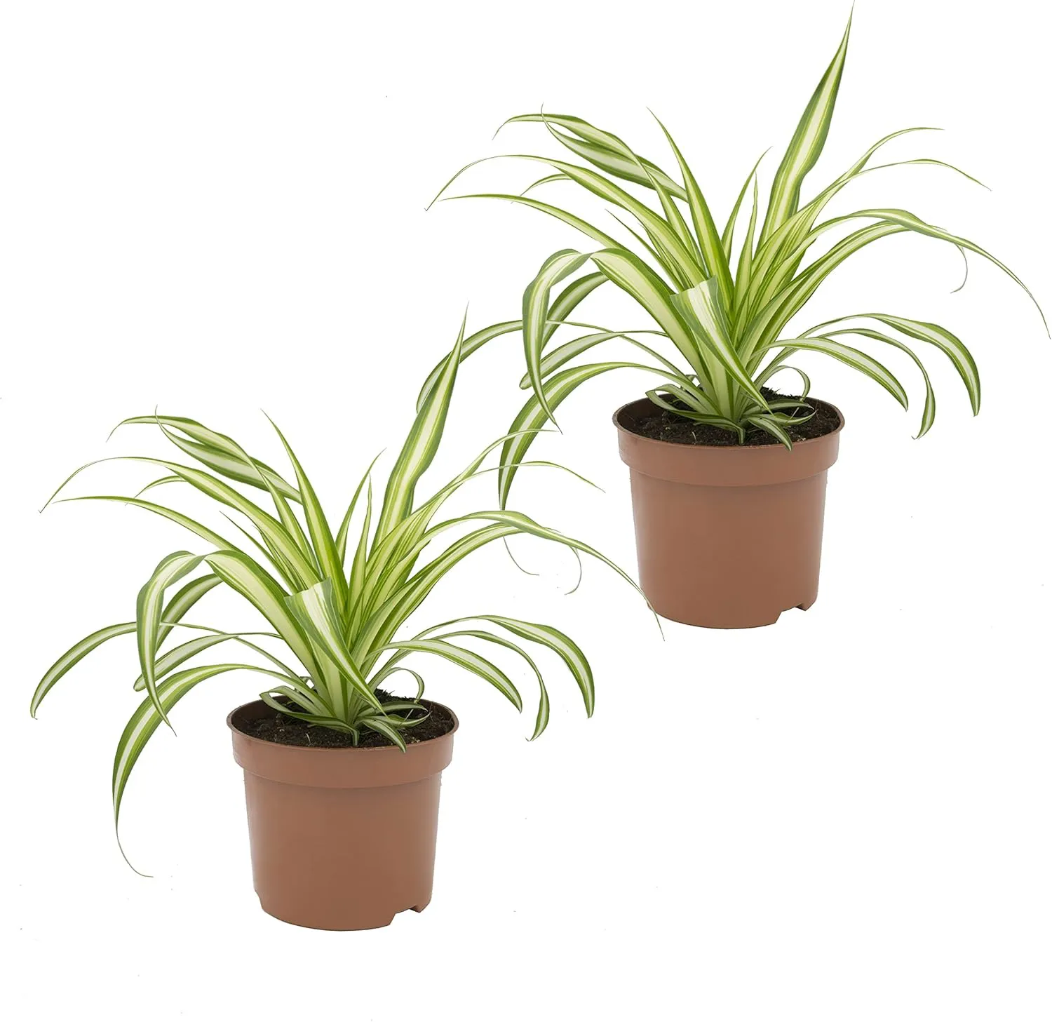 Bild von Dominik Grünlilie Ocean Set mit 2 Zimmerpflanzen in 10 bis 12 cm Töpfen