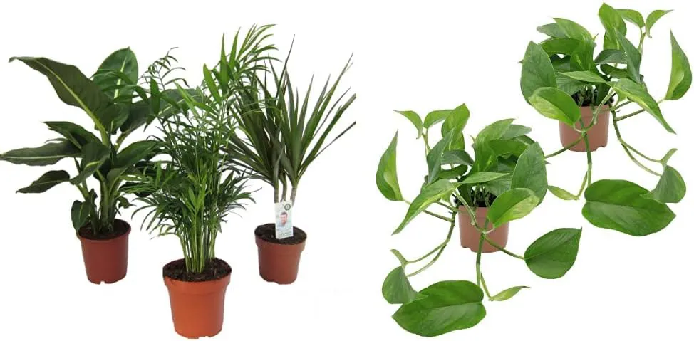 Bild von Dominik Zimmerpflanzen Set mit Diefenbachie, Zimmerpalme, Drachenbaum und Efeutute in 10-12 cm Töpfen