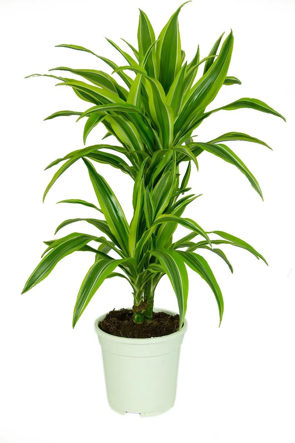 Bild von Dracaena deremensis Lemon Lime Zimmerpflanze mit 17 cm Topfdurchmesser und einer Höhe von ca. 60 cm
