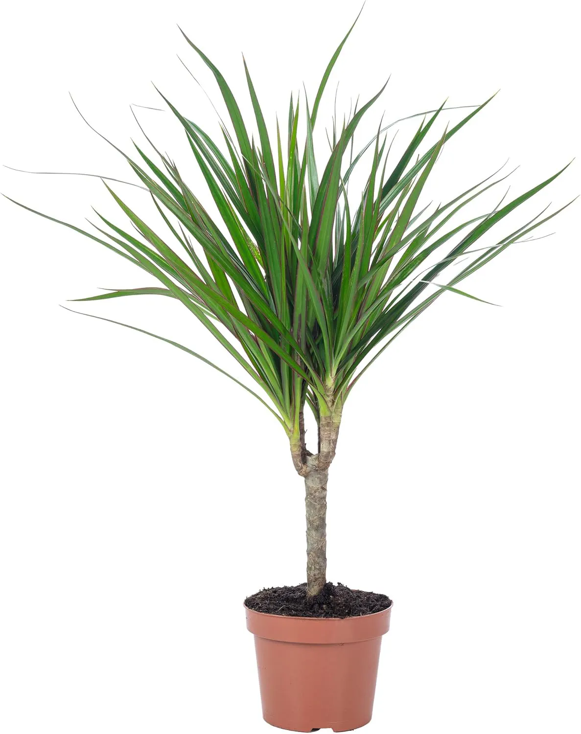 Bild von Drachenbaum Dracaena Marginata pflegeleichte Zimmerpflanze Höhe 35 cm Topf-Ø 12 cm