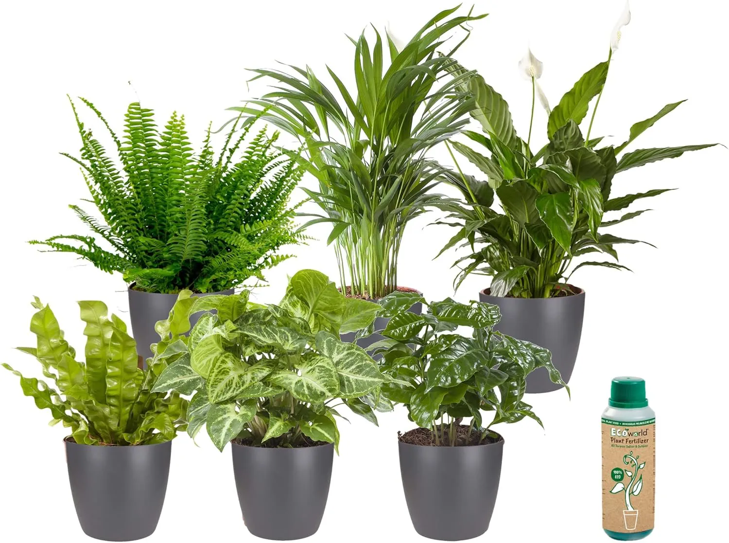 Bild von Ecoworld 6er Set Pflegeleichte Grüne Zimmerpflanzen mit Übertopf und Dünger, Höhe 40 cm
