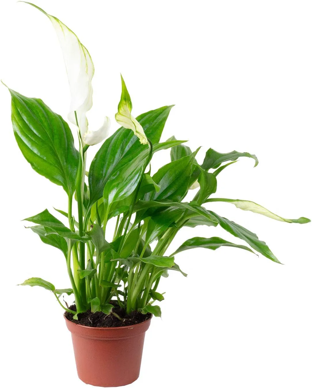 Bild von Einblatt Spathiphyllum Yess in Weiß, Höhe 15 cm, Topf-Durchmesser 6 cm