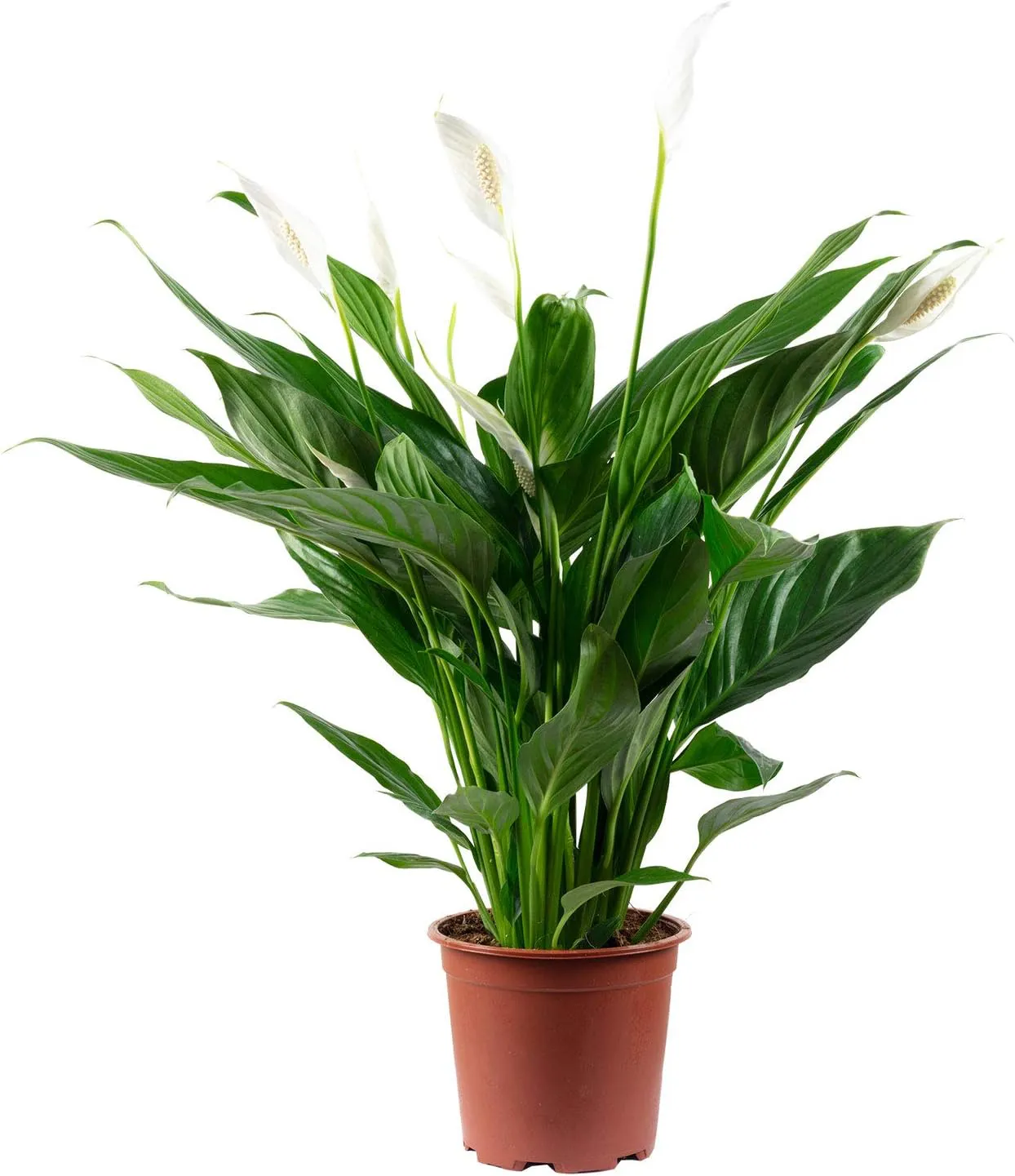 Bild von Einblatt Spathiphyllum Zimmerpflanze mit 4-8 Blüten und einer Höhe von ca. 70 cm, Topf-Durchmesser 17 cm