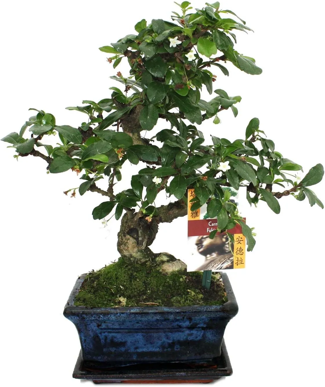 Bild von Exotenherz Bonsai Fukientee Carmona microphylla etwa 6 Jahre alt
