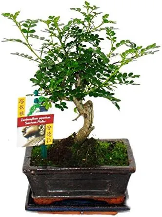 Bild von Exotenherz Bonsai Szechuan-Pfeffer Zanthoxylum piperitum in Kugelform, ca. 6 Jahre alt