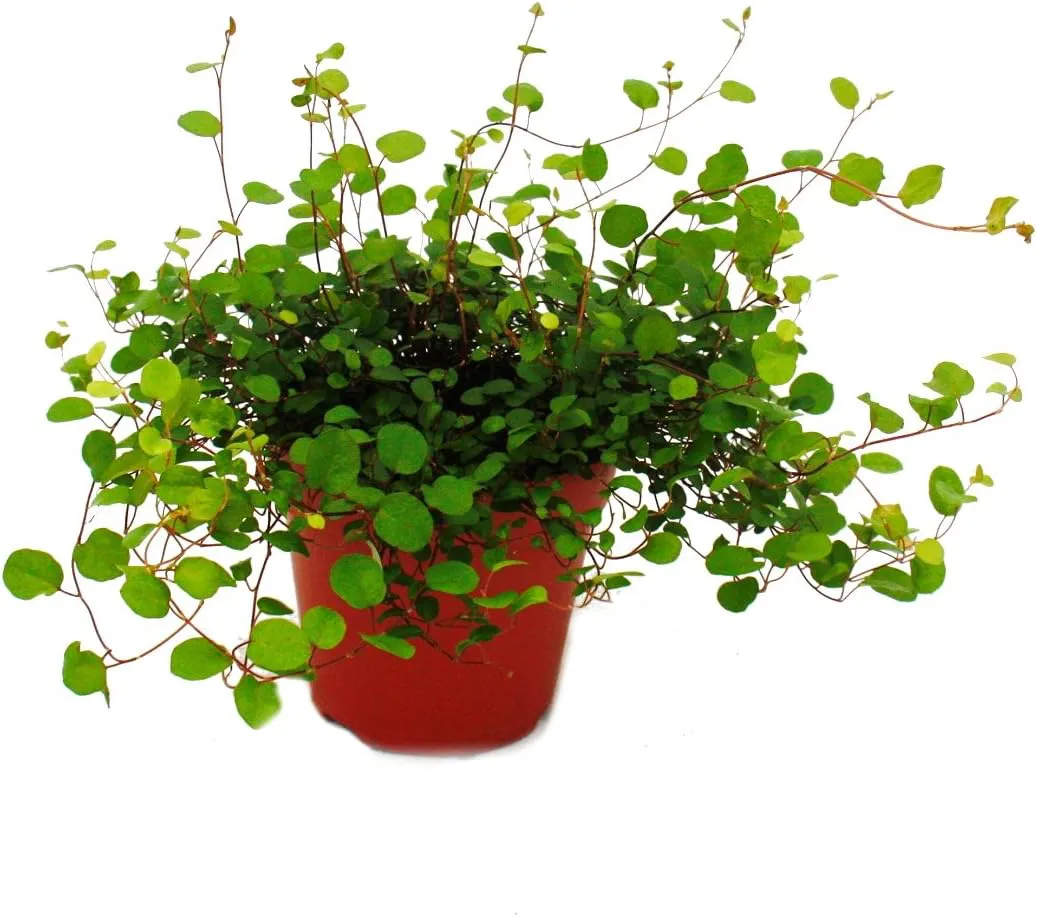 Bild von Exotenherz Mühlenbeckia complexa Zimmerpflanze im 12 cm Topf