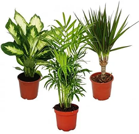 Bild von Exotenherz Zimmerpflanzen-Mix II 3er Set mit Dieffenbachia, Chamaedorea und Dracena marginata in 10-12 cm Töpfen