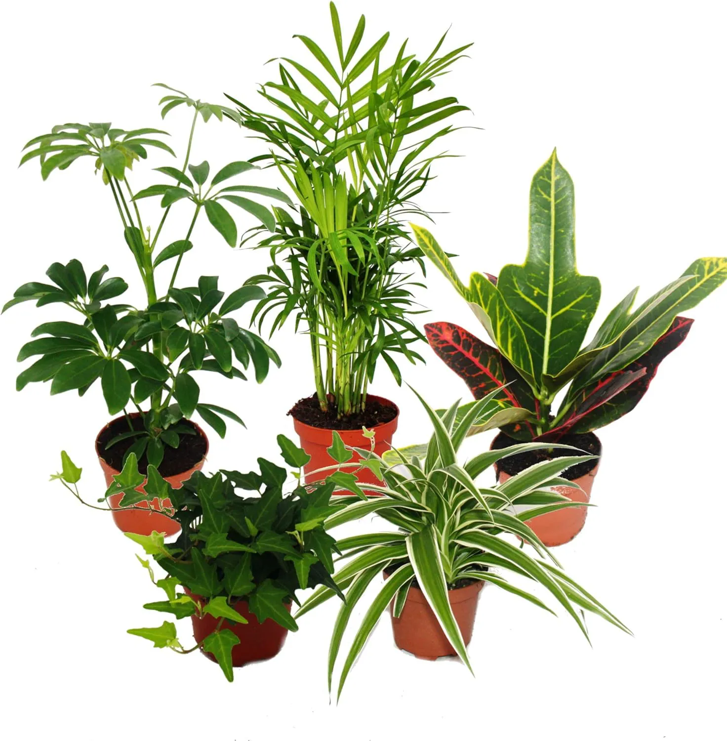 Bild von Exotenherz Zimmerpflanzen Set mit 5 Pflanzen in 9 cm Töpfen