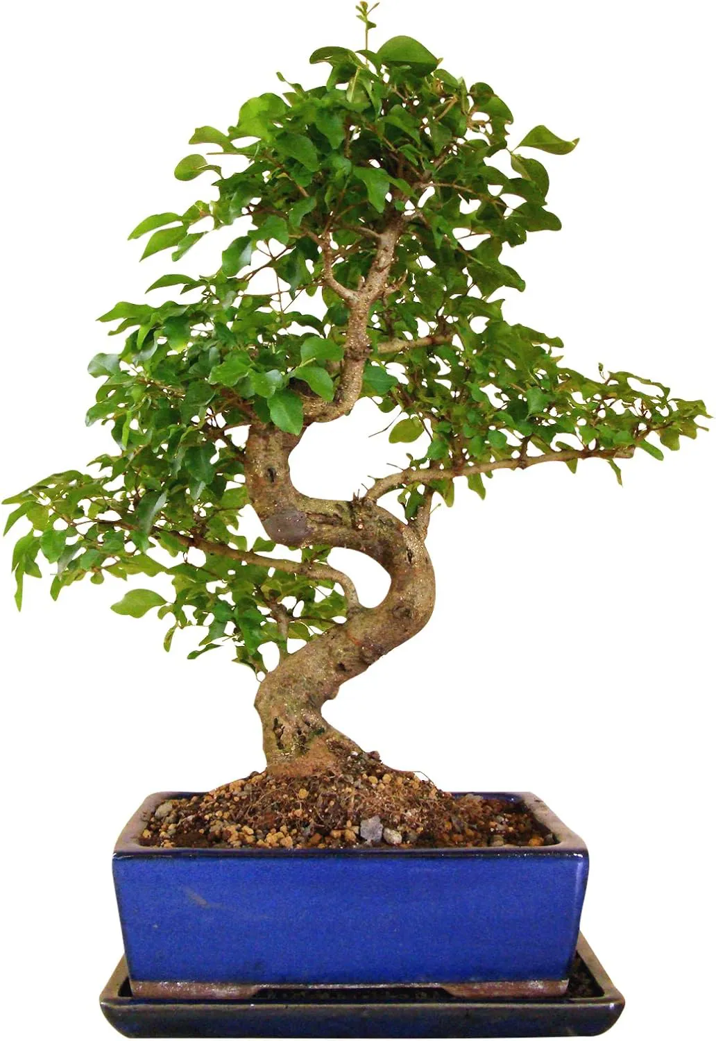 Bild von Genki-Bonsai chinesischer Liguster Bonsai Baum etwa 12 Jahre alt und 35 bis 40 cm hoch mit Untersetzer