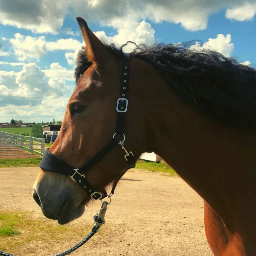 Bild von Gepolstertes Halfter für Warmblutpferde in Schwarz, 2-fach verstellbar mit Fleece