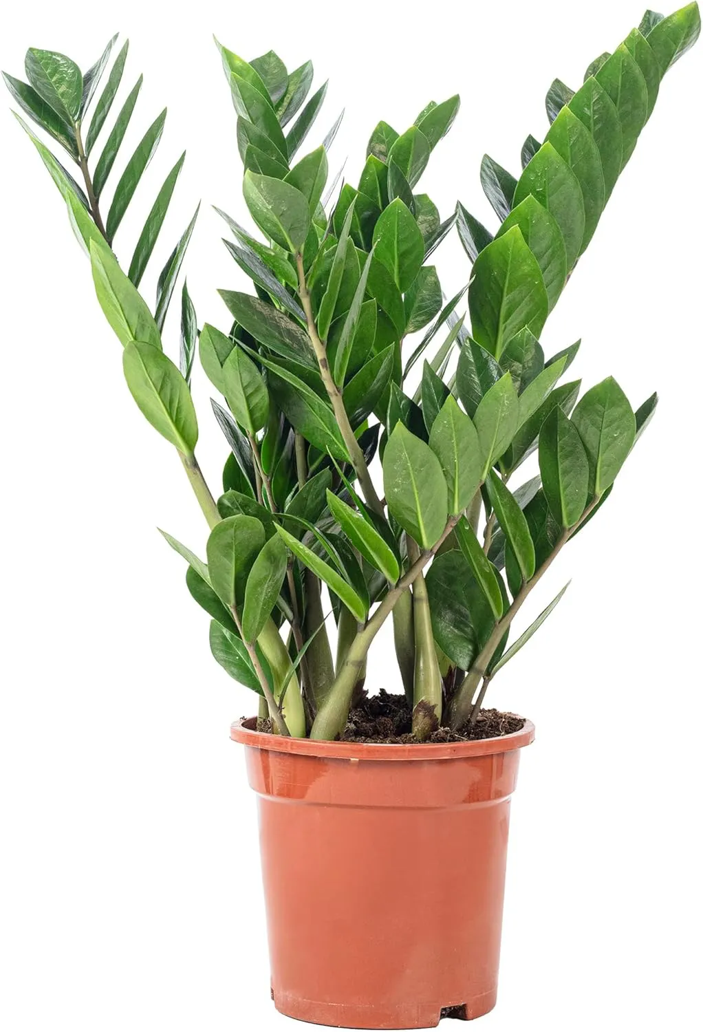 Bild von Glücksfeder Zamioculcas zamiifolia Höhe 55 cm im Topf mit 17 cm Durchmesser