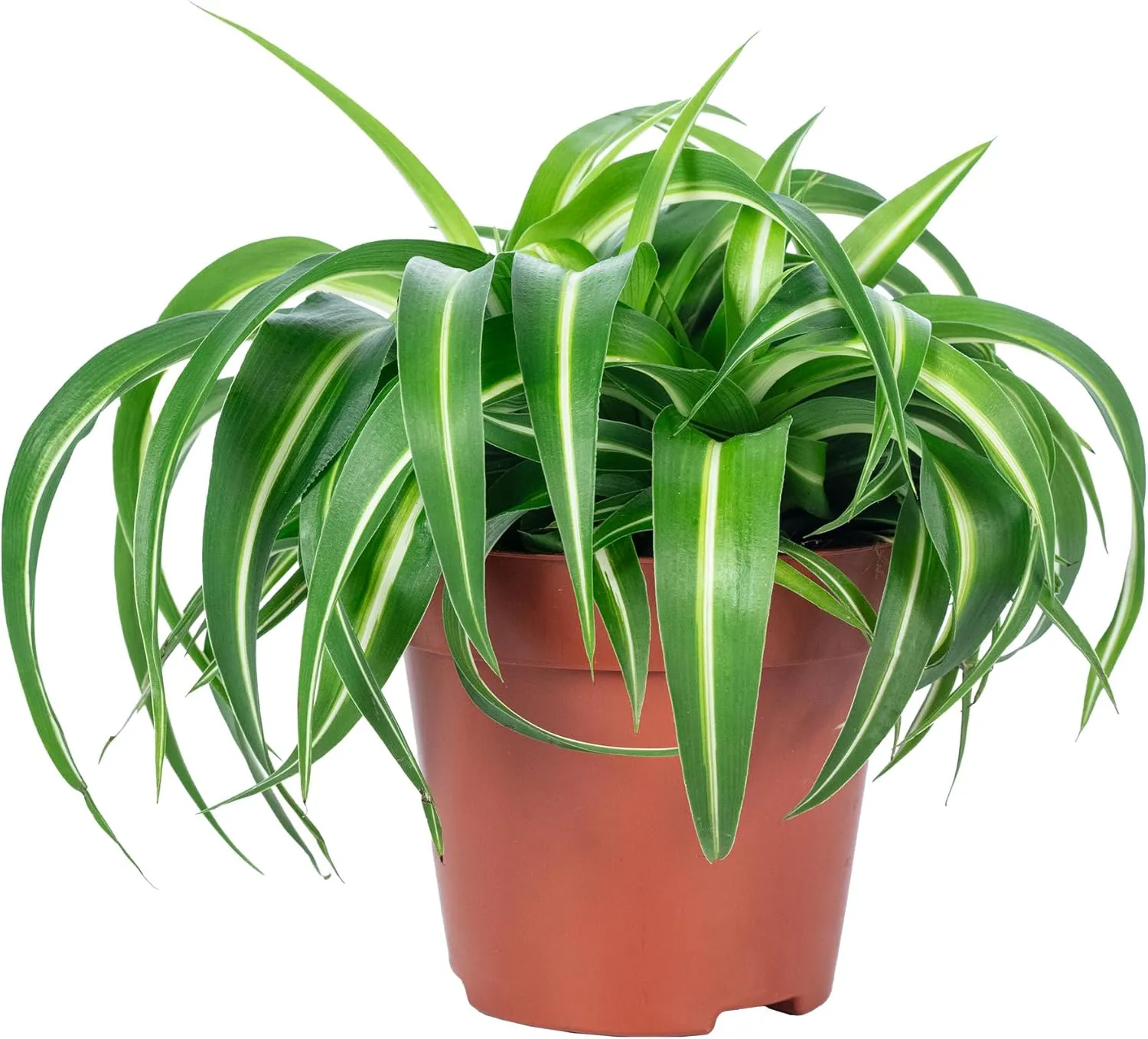 Bild von Grünlilie Bonnie pflegeleichte Zimmerpflanze Chlorophytum Comosum Höhe 25 cm Topf-Ø 12 cm