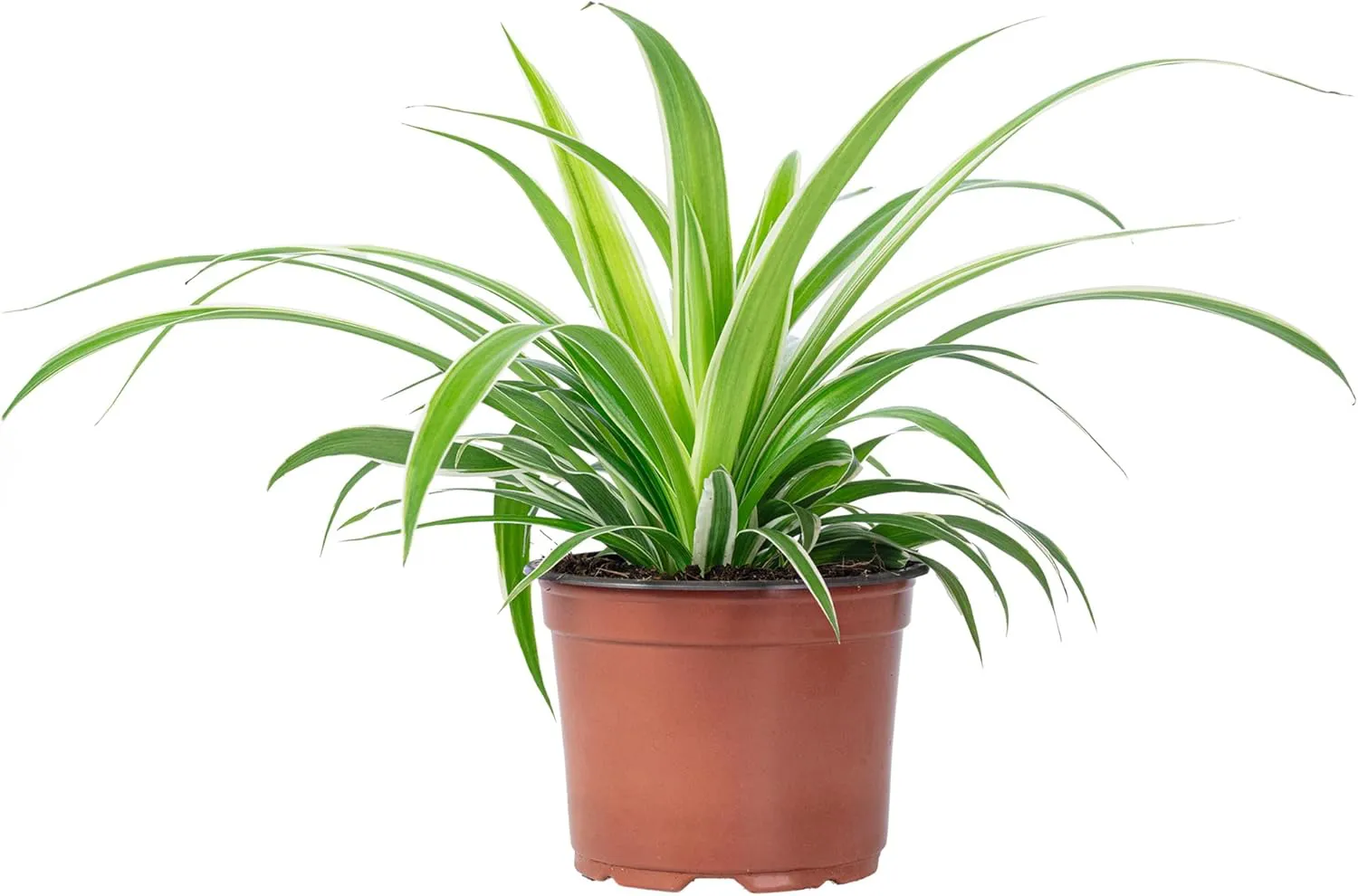 Bild von Grünlilie Ocean pflegeleichte Zimmerpflanze Höhe 20 cm Topf Durchmesser 12 cm