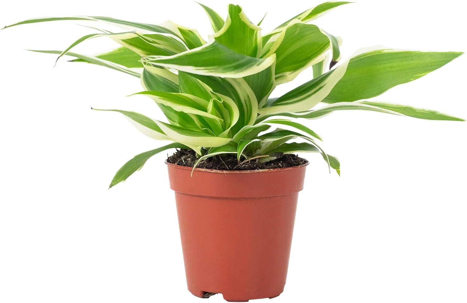 Bild von Grünlilie Ocean Smit Bambino pflegeleichte Zimmerpflanze Höhe 15 cm Topf Durchmesser 5,5 cm