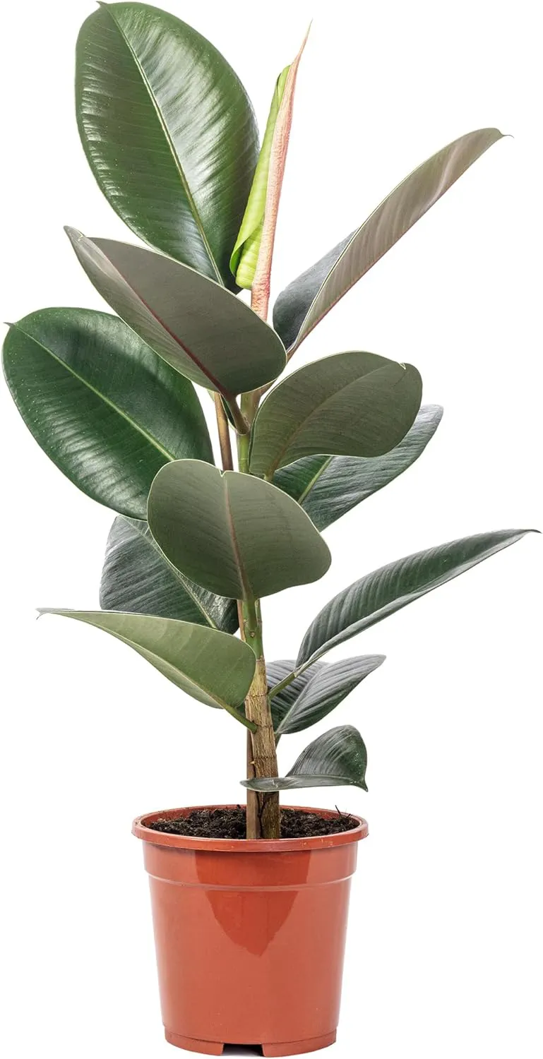 Bild von Gummibaum Ficus elastica Robusta pflegeleichte Zimmerpflanze mit einer Höhe von 50 cm und einem Topfdurchmesser von 17 cm