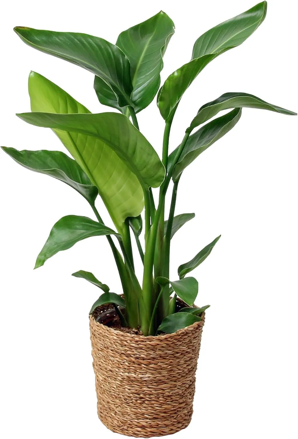 Bild von Happy Plants Strelitzia Paradiesvogelblume mit 70 cm Höhe und 17 cm Durchmesser, luftreinigende Zimmerpflanze im Topf