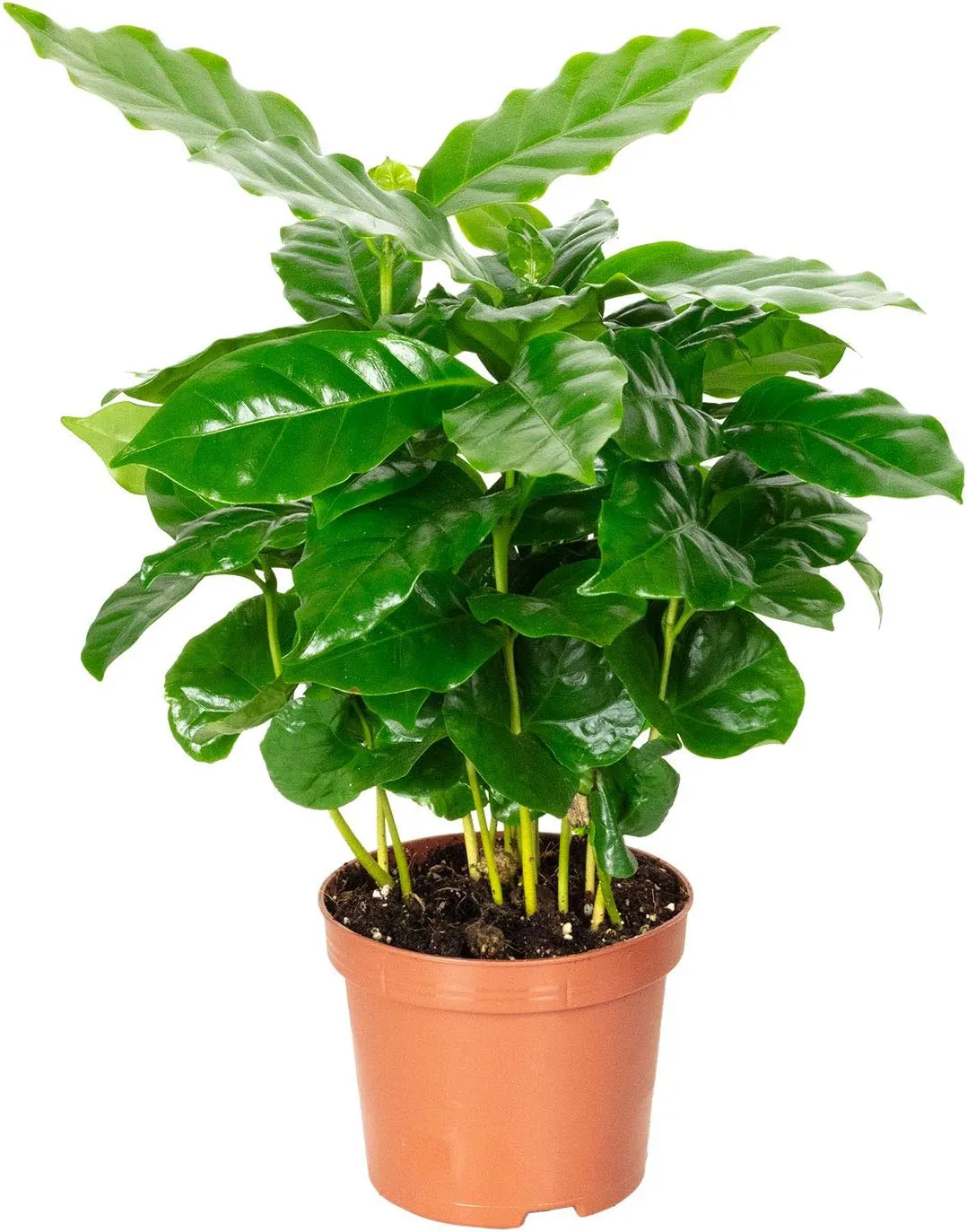 Bild von Kaffeepflanze Coffea Arabica mit einer Höhe von 15 bis 20 cm und einem Topfdurchmesser von 9 cm